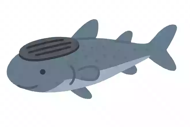 コバンザメ
