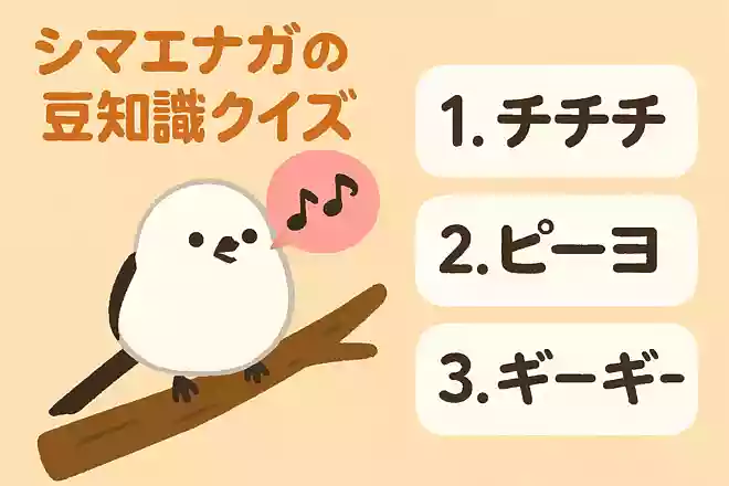 シマエナガの鳴き声はどんな音でしょう?