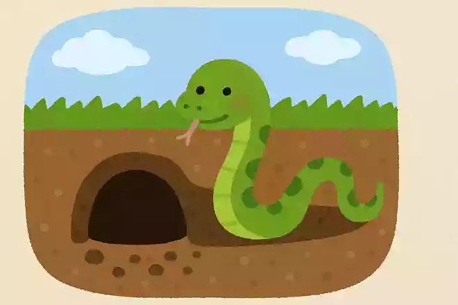ヘビがどこで冬眠するでしょう?