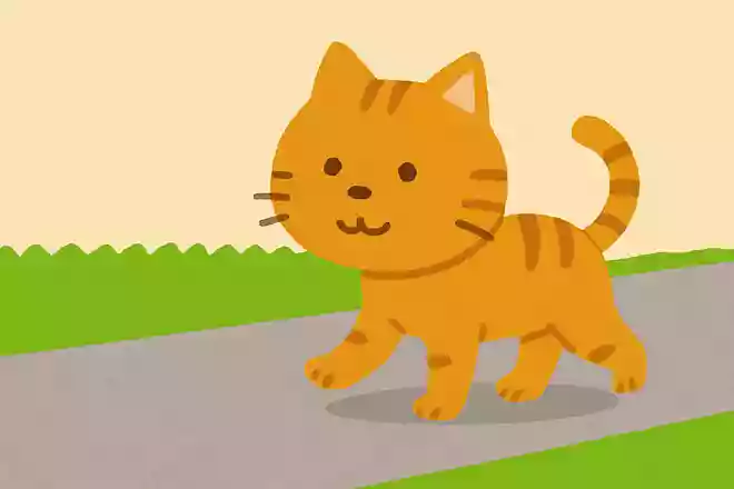 野良猫が道を歩いていきます。とるにはどうすればいいでしょうか?