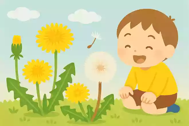 たんぽぽ荒井真紀