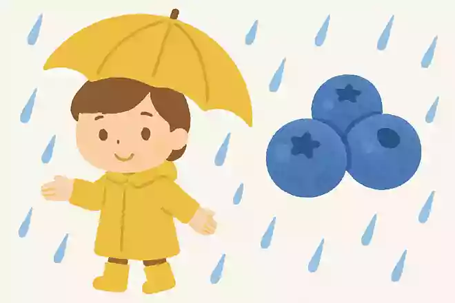 梅雨の時期にとく獲れる、青くて丸い実はなんでしょうか?