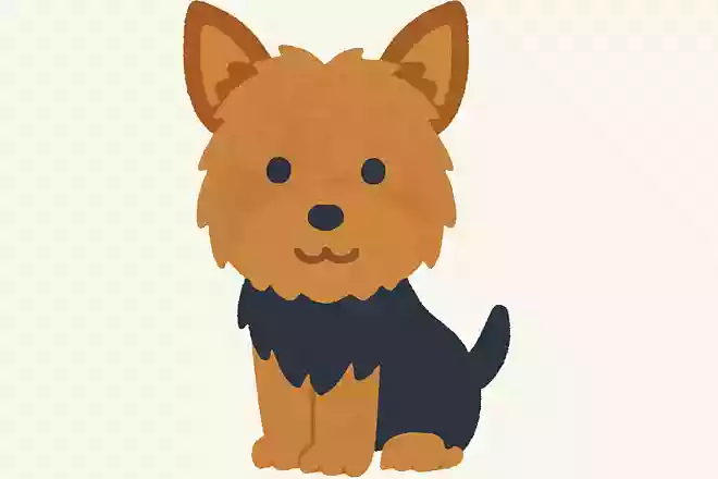 ヨークシャーテリア