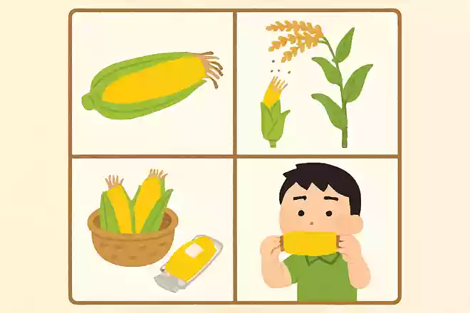 とうもろこしのひげの数について正しいのはどれ?