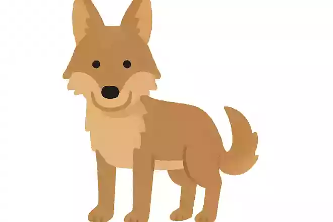 コヨーテ