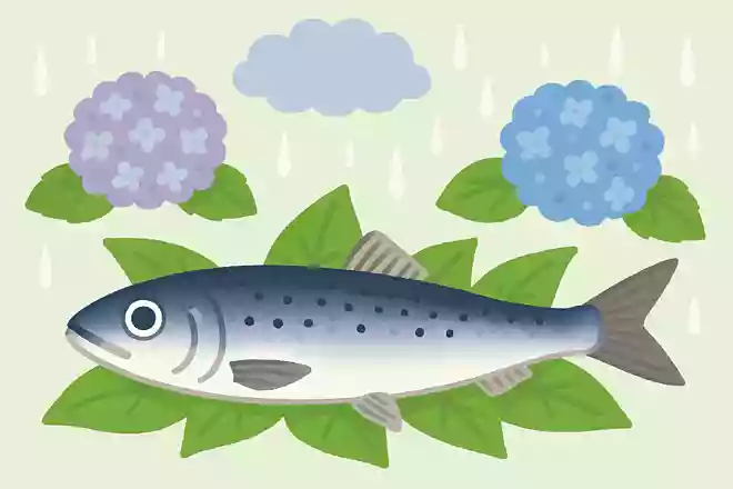 梅雨に獲れるマイワシを「梅雨イワシ」や「入梅イワシ」と呼ぶNEW!