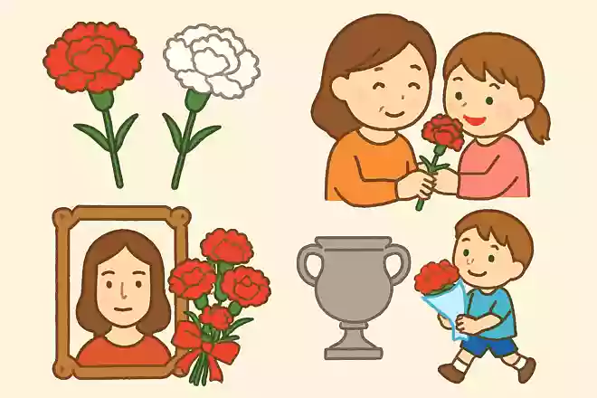赤色と白色のカーネーションにはそれぞれ意味がある