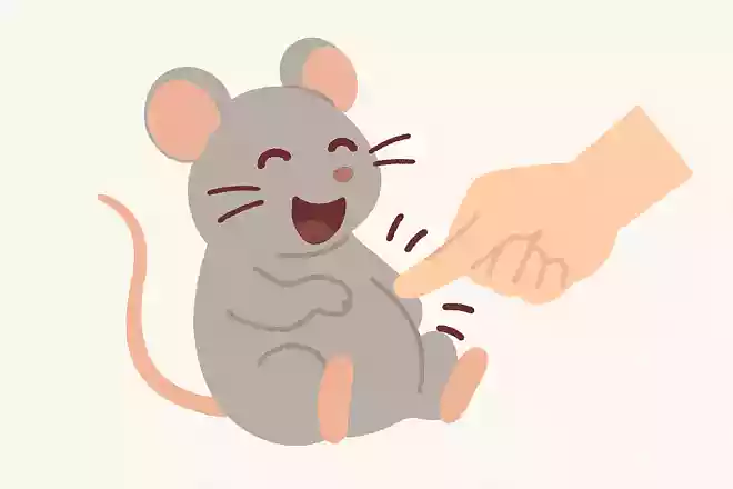 ネズミをくすぐるとどうなるでしょうか?