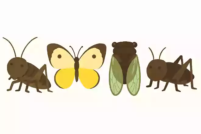 鈴虫、ちょうちょ、セミ、コオロギの中で仲間はずれはどれ?