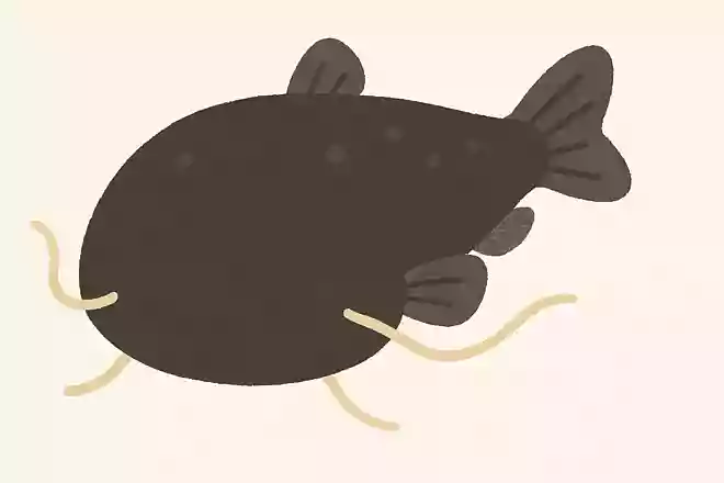 ナマズ(鯰)