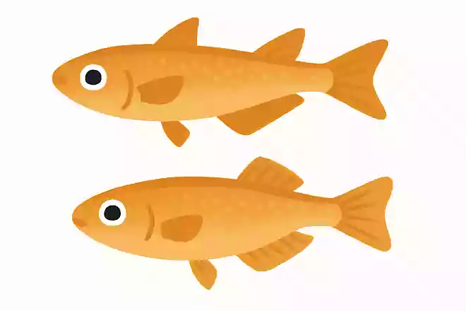 メダカのオスとメスは何で見分ける?