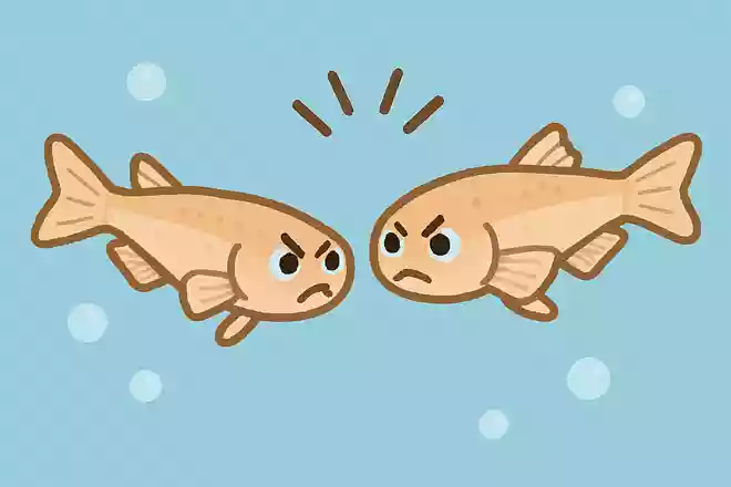 メダカがケンカするのはいつ?