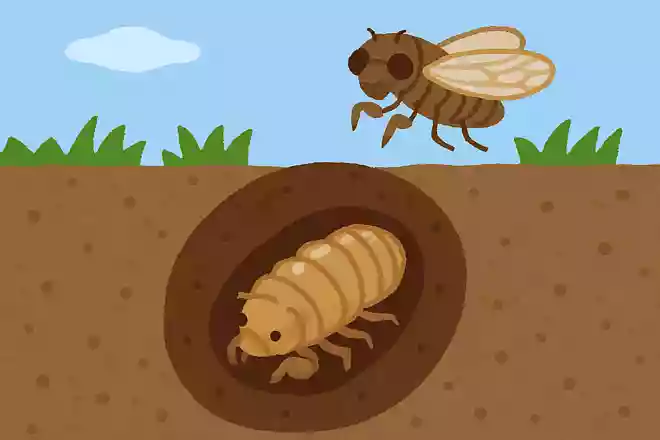 セミの幼虫が土の中で過ごす期間はどのくらいでしょうか?