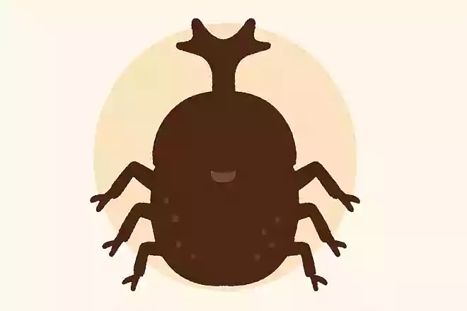 カブトムシの口はどんな形状でしょう?NEW!