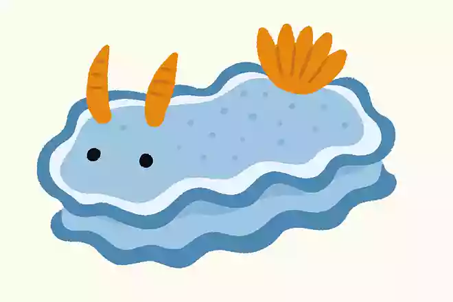 ヌノサラシ