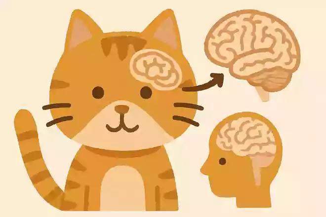 猫の脳は人間とどれくらい同じ構造でしょうか?