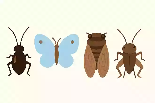 鈴虫、ちょうちょ、セミ、コオロギの中で仲間はずれはどれ?
