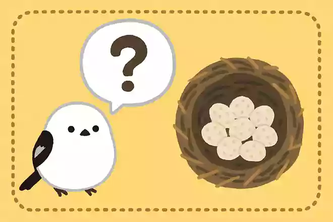 シマエナガは1度の出産で卵をいくつ生むでしょうか?