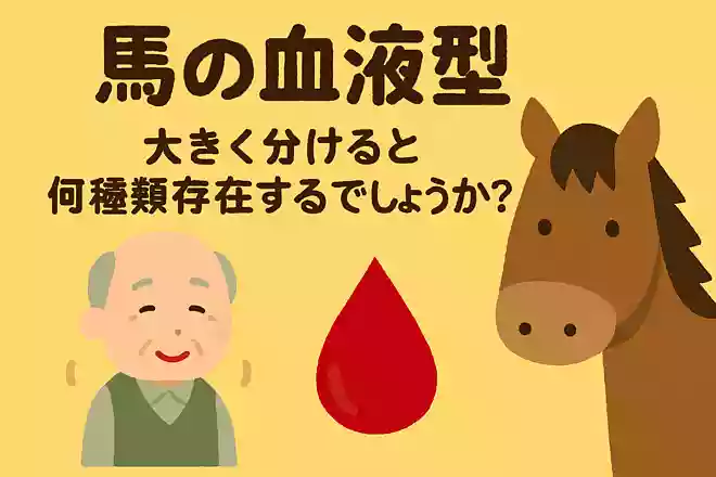 馬の血液型を大きく分けると何種類存在するでしょうか?