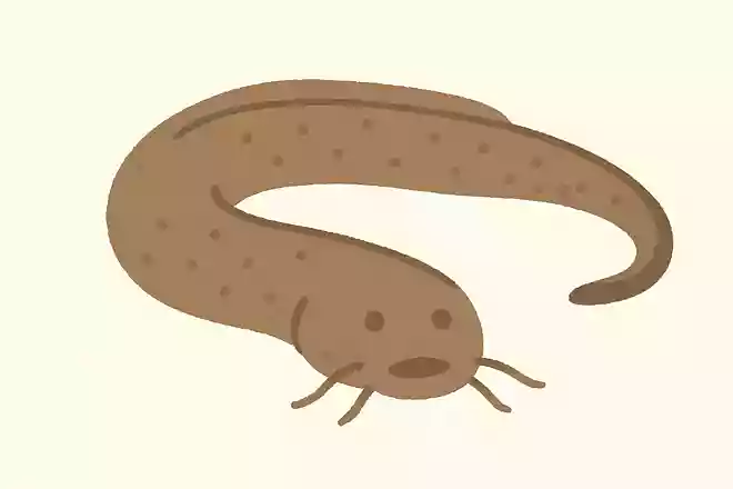 ぬたうなぎ(ぬた鰻)