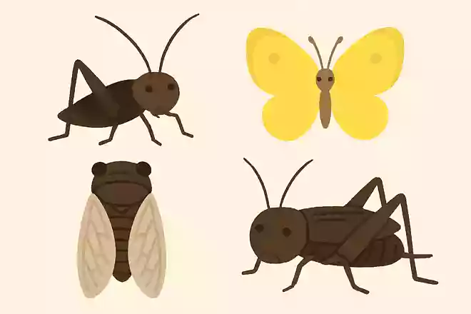 鈴虫、ちょうちょ、セミ、コオロギの中で仲間はずれはどれ?