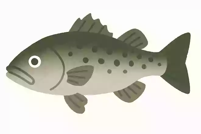 ロギョ(鱸魚)