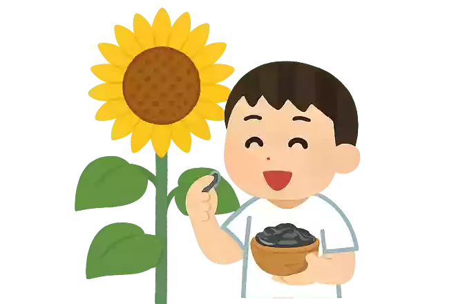 ひまわりはもともと食用だったNEW!