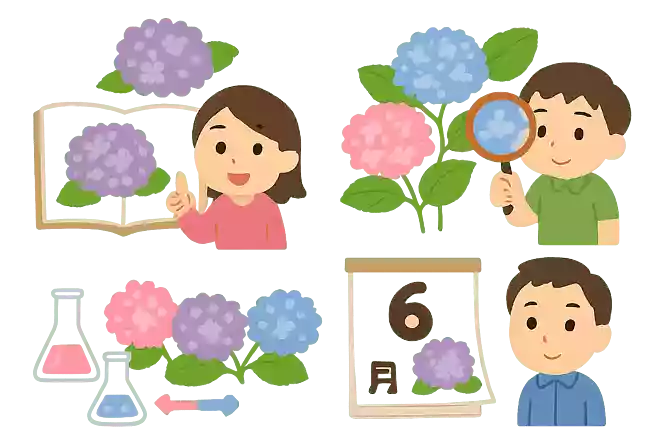 アジサイは夏の季語NEW!