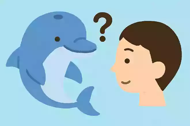 イルカの頭の上にある穴は、人間でいうとどの部分に当たるでしょうか？NEW!