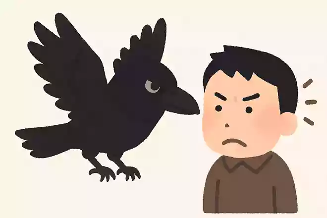 カラスは危害を加えてきた人の顔を覚えるNEW!
