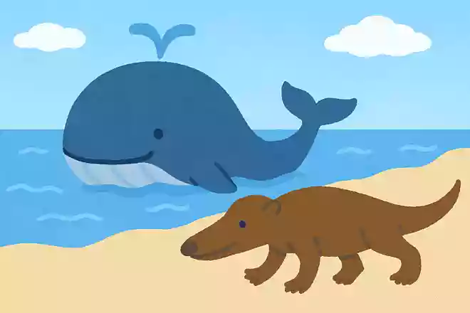 クジラの昔の姿はどのような姿をしていたでしょうか?NEW!