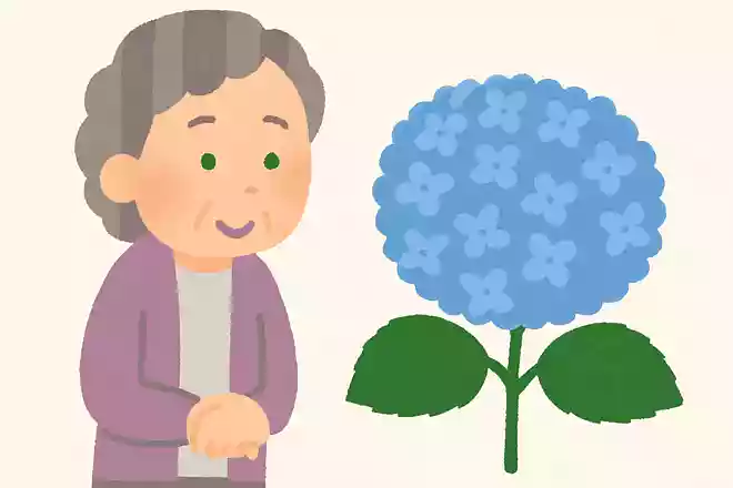 ガクアジサイを改良したホンアジサイは、丸く固まって咲くため別名何と呼ばれているでしょうか?