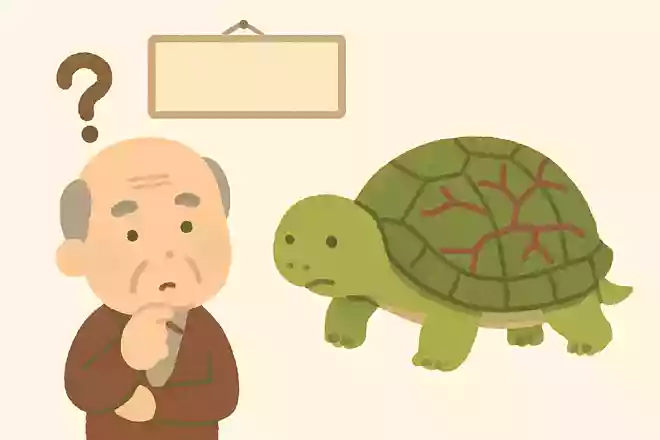 亀の甲羅には血が流れているでしょうか?