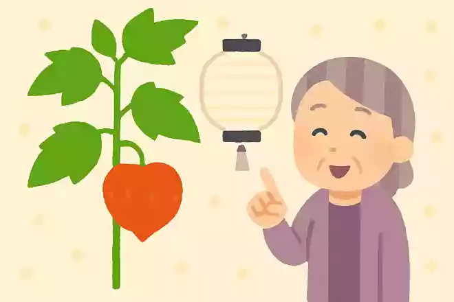 お盆にはつきものと言われ、盆提灯の形にも似ている植物は何でしょうか?