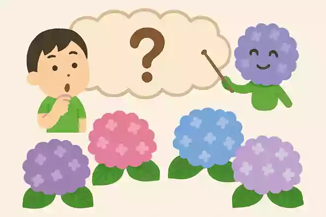 あじさいの色は何色あるでしょうか?NEW!
