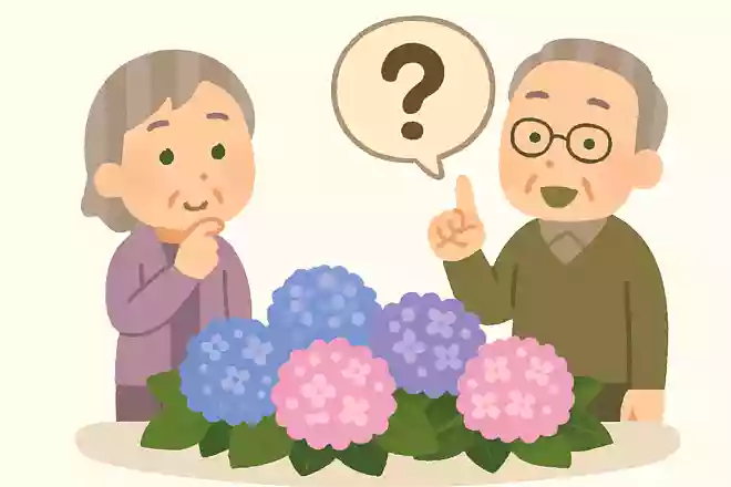 北海道の紫陽花の見頃はいつでしょうか?