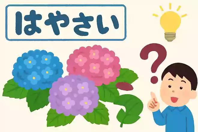 あじさいはどうして漢字で紫陽花と書くのかな?NEW!