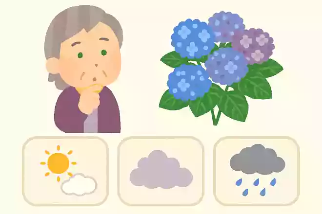 紫陽花が好む環境は、次のうちどれでしょうか?