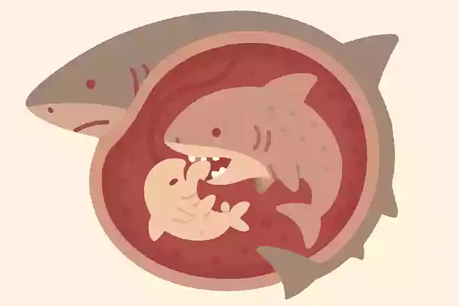 シロワニの胎児は、母親の子宮内で共食いするNEW!