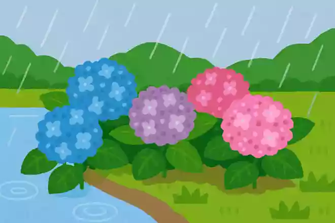 紫陽花はどんな場所で一番きれいに咲くでしょうか?NEW!