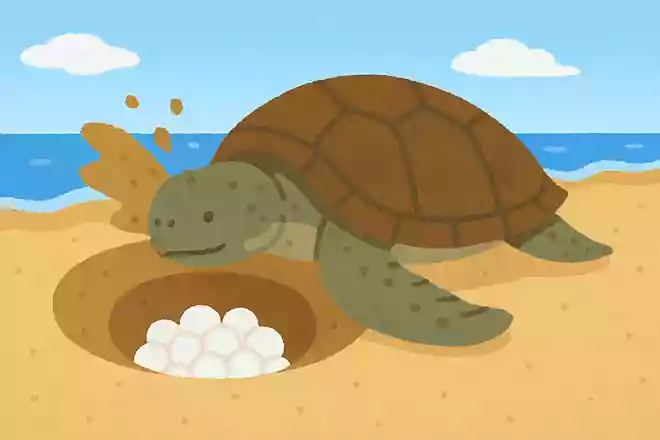 ウミガメは卵を産むために、砂をどれくらい掘るでしょうか?NEW!