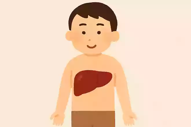 人体で最も大きい臓器は?NEW!