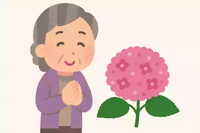 紫陽花にはさまざまな花言葉がありますが、ピンクや赤紫色の紫陽花にはどのような花言葉があるでしょうか?