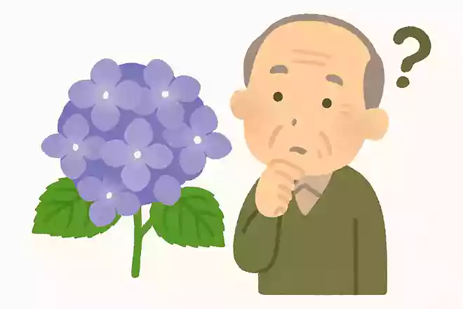 紫陽花の花びらのように見える部分は実は花ではありません。一体何でしょうか?