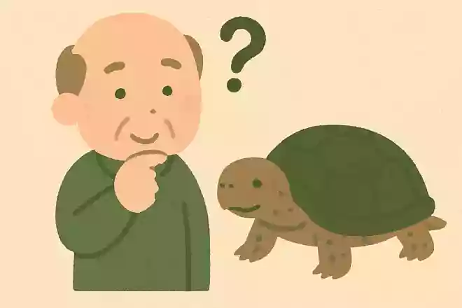 亀は冬眠するでしょうか?NEW!