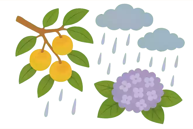 梅の実が熟すタイミングだから梅雨の字には「梅」が入るNEW!