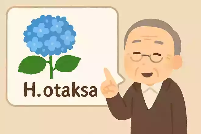 紫陽花を愛し世界に広めたシーボルトは、ある紫陽花に「H. otaksa 」と命名しました。どうしてこのような命名をしたのでしょうか?
