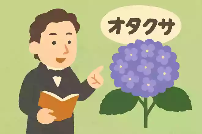 シーボルトはアジサイに「オタクサ」と名付けようとしたことがあるNEW!