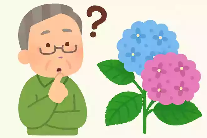 紫陽花は食べられるでしょうか?