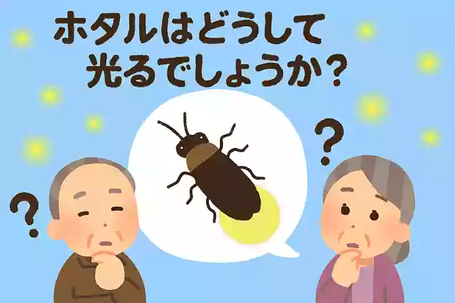 ホタルはどうして光るでしょうか?NEW!